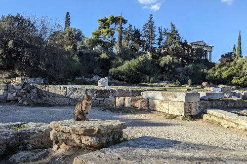 A cat sitting on the walls of a ruin. In the background, the Temple of Hephaestus.